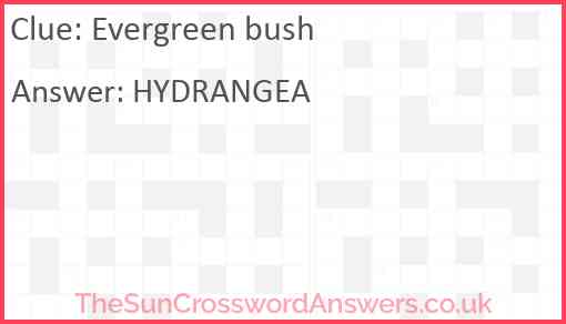 Evergreen bush Answer