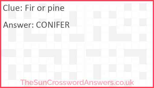 Fir or pine crossword clue TheSunCrosswordAnswers co uk