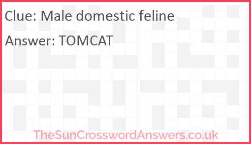 Male domestic feline Answer