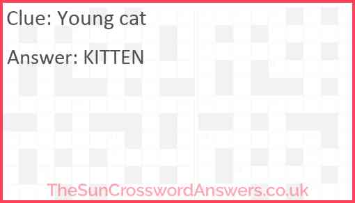 Young cat Answer