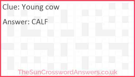 Young cow Answer