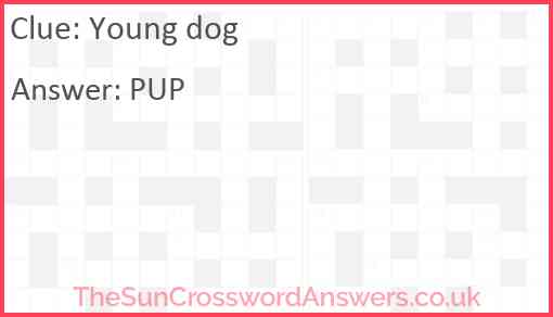 Young dog Answer