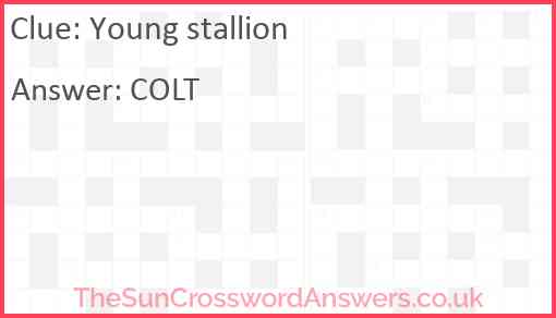 Young stallion Answer